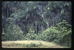 [1993-06] Roystonea borinquena (Puerto Rico royal palm)