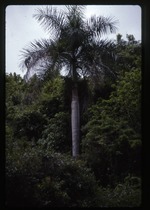 Roystonea borinquena (Puerto Rico royal palm) -02