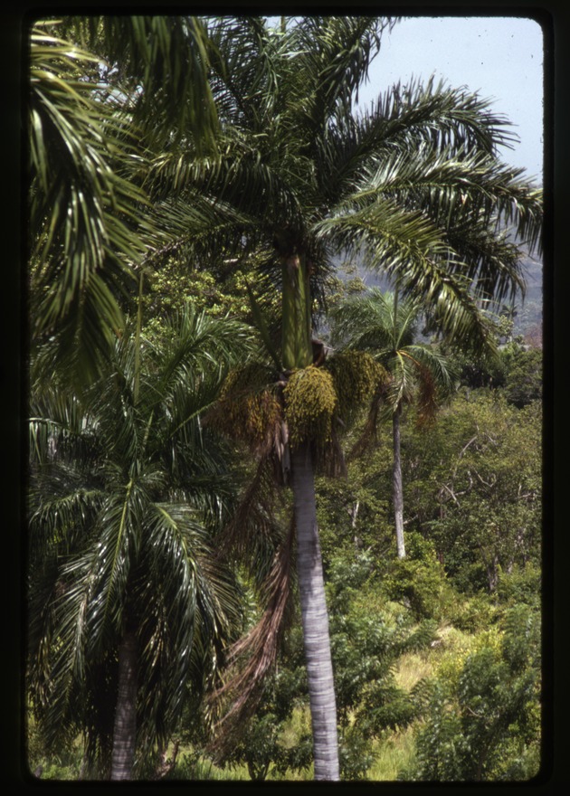 Roystonea borinquena (Puerto Rico royal palm) -03