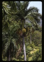[1993-07] Roystonea borinquena (Puerto Rico royal palm) -03