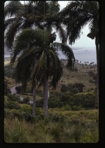 Roystonea borinquena (Puerto Rico royal palm) -04