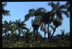 [1992-11] Roystonea princeps (morass royal palm) -04