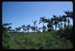 [1992-11] Roystonea princeps (morass royal palm) -05