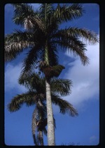Roystonea regia var. hondurensis (royal palm)