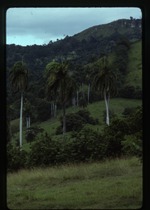 [1990-09] Roystonea regia (royal palm) -03