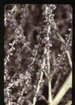 [1990-09] Roystonea violacea -05