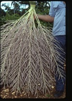 [1990-09] Roystonea violacea -07