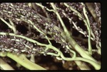 [1990-09] Roystonea violacea -04