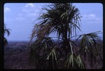 [1988-04] Sabal mauritiiformis (green botan) -07