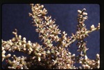 [1988-04] Sabal mauritiiformis (green botan) -12