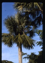 [1994-11] Sabal maritima (bull thatch palm) -06
