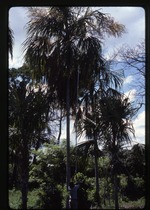 [1986-09] Sabal mauritiiformis (green botan)