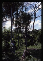 [1986-09] Sabal mauritiiformis (green botan) -02