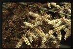 [1988-07] Sabal mauritiiformis (green botan) -03