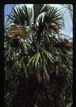 [1988-07] Sabal mauritiiformis (green botan) -04