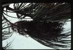 Sabal mauritiiformis (green botan) -09