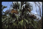 [1988-07] Sabal mauritiiformis (green botan) -06