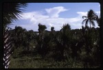 [1986-09] Sabal mexicana (Rio Grande palmetto) -03