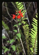 Salvia coccinea (blood sage)
