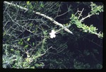 Tabebuia myrtifolia