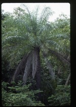 Acrocomia media (grugru palm)