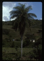[1992-11] Acrocomia aculeata (grugru) -03