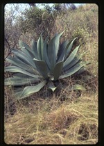 [2000-02] Agave sp.