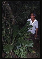 [1994-11] Anthurium recusatum