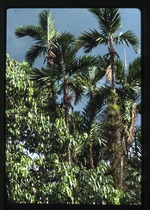 [1992-11] Bactris jamaicana (prickly pole)