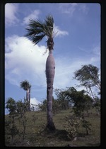 Coccothrinax spissa (swollen silver thatch palm) -03