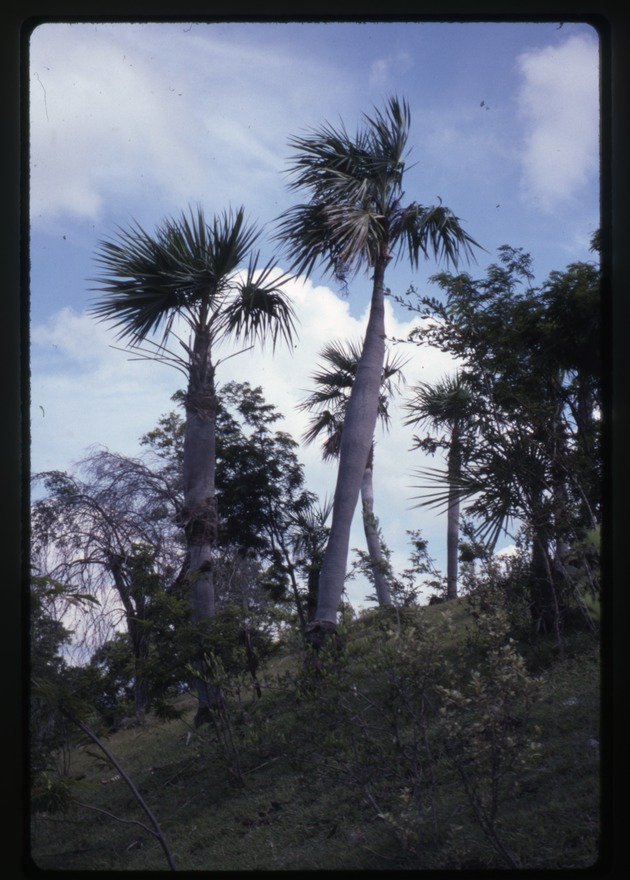 Coccothrinax spissa (swollen silver thatch palm) -04