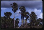 [1988-07] Coccothrinax spissa (swollen silver thatch palm)