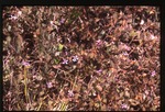 [2002-08] Cuphea carthagenensis (Colombian waxweed)