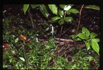 [1992-11] Microchilus plantagineus (Caribbean false helmetorchid)
