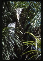 [1992-11] Acrocomia aculeata (grugru) -02
