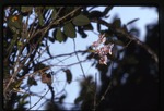 [1993-07] Tolumnia variegata (harlequin dancing-lady orchid)