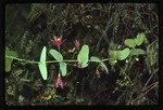 Passiflora perfoliata