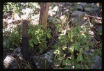 Peperomia sp. (radiator plant) -02