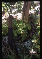 Peperomia sp. (radiator plant) -03