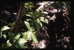[2002-08] Pilea semidentata (cliffside clearweed)