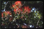 [1992-08] Psittacanthus calyculatus