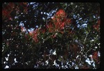 [1992-08] Psittacanthus calyculatus -02