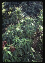 Rhytidophyllum tomentosum (search-me-heart)