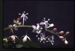 [1988-06] Rivina humilis (rouge plant)