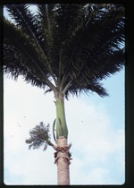 Roystonea oleracea (Venezuelan royal palm) -02