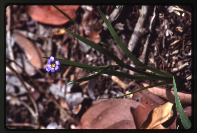 Sisyrinchium bermudiana (blue-eyed-grass)