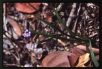 Sisyrinchium bermudiana (blue-eyed-grass)