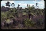 Acoelorrhaphe wrightii (everglades palm)
