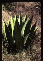 [2000-02] Agave sp. -03