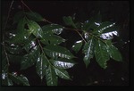 Amanoa caribaea